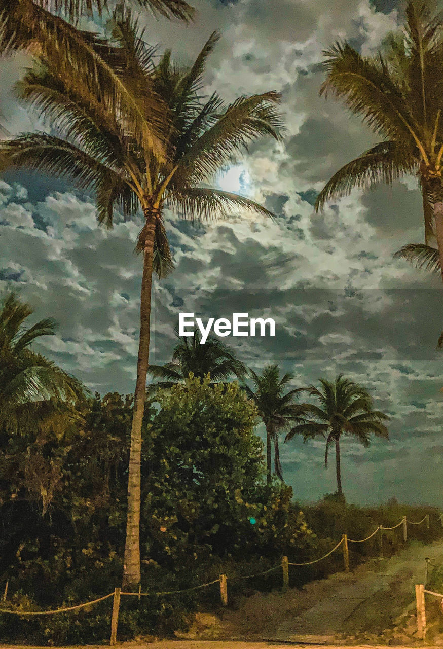 PALM TREES AND PLANTS GROWING ON LAND AGAINST SKY