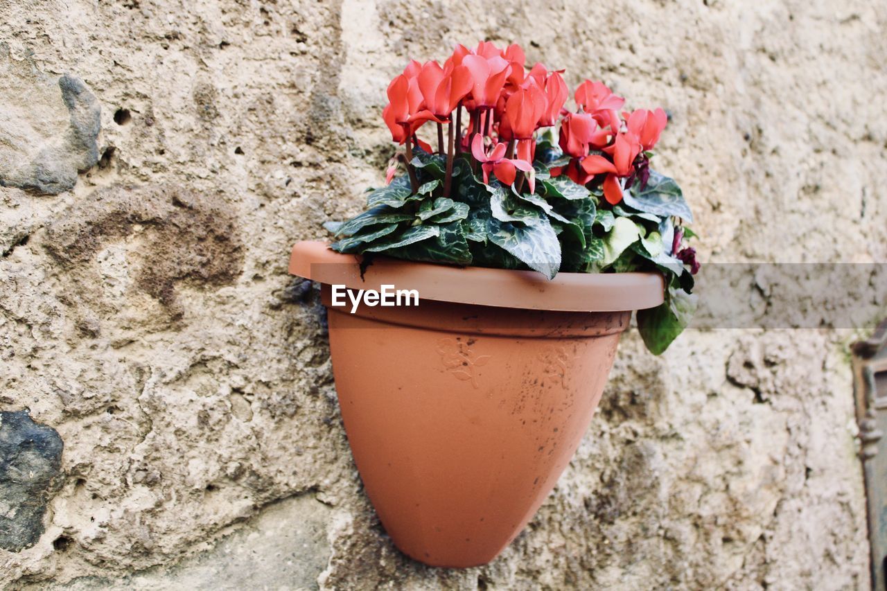 CLOSE-UP OF POTTED PLANT ON WALL