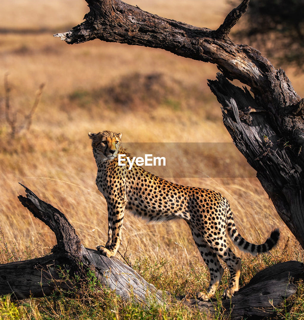 View of a cat on tree