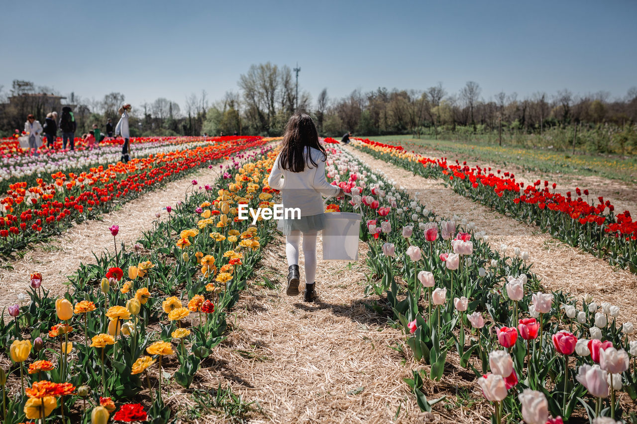 Rear view of girl in white top walking in tulip field with bucket full of collected flowers