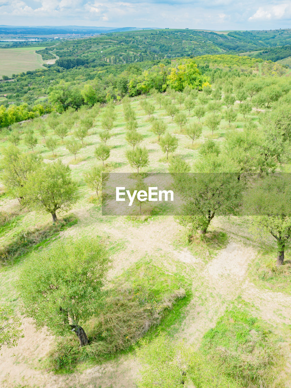 SCENIC VIEW OF FIELD