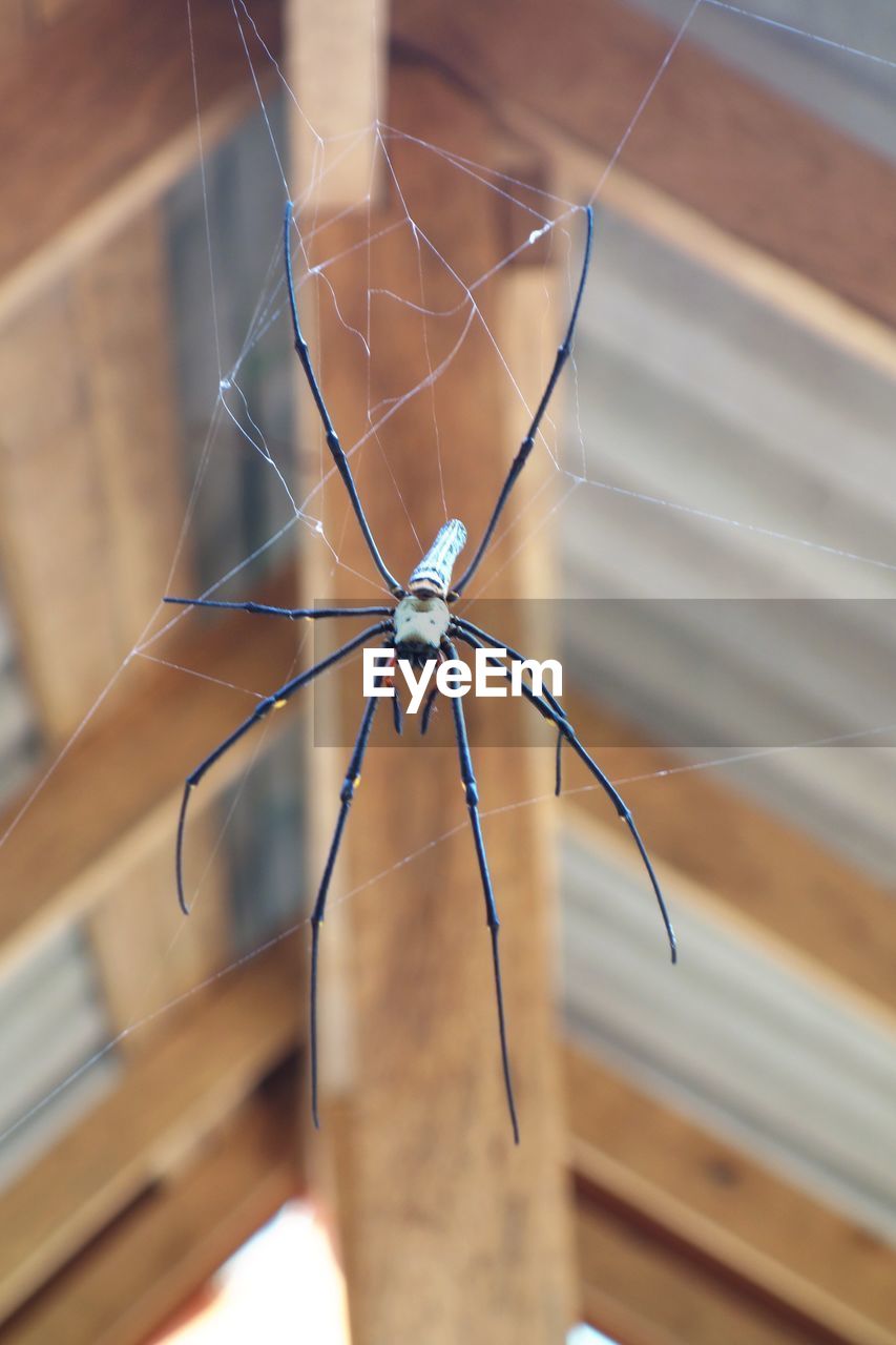 CLOSE-UP OF SPIDER ON WEB IN DARK