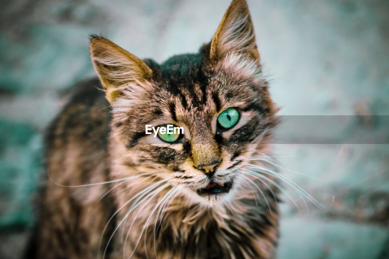 Close-up portrait of a cat