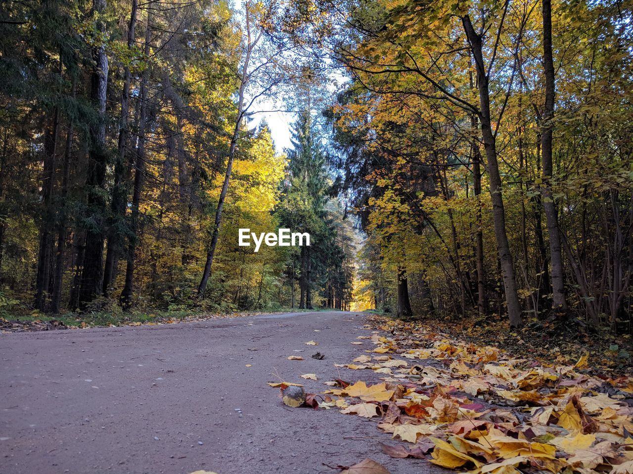 Autumn leaves on road in forest