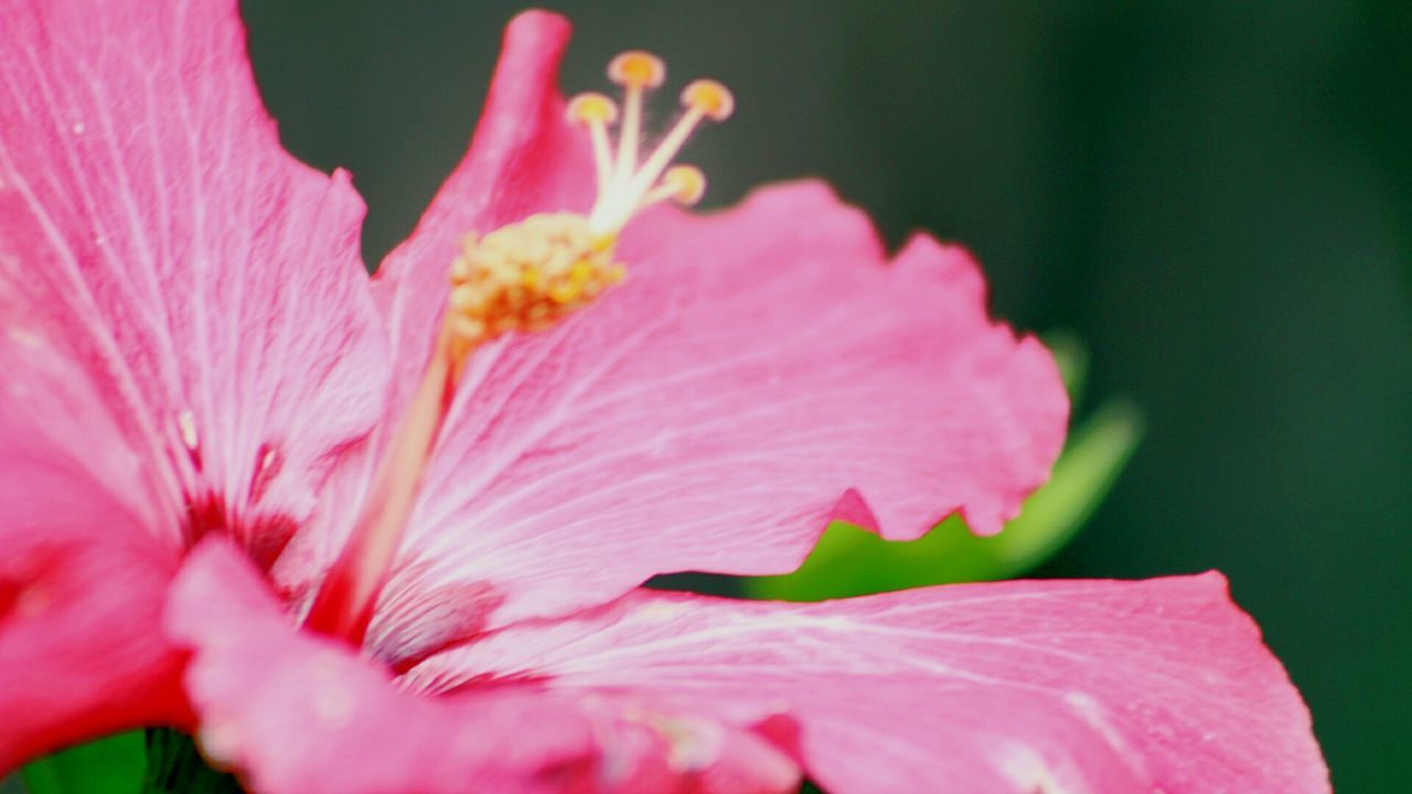 CLOSE-UP OF PINK HIBISCUS