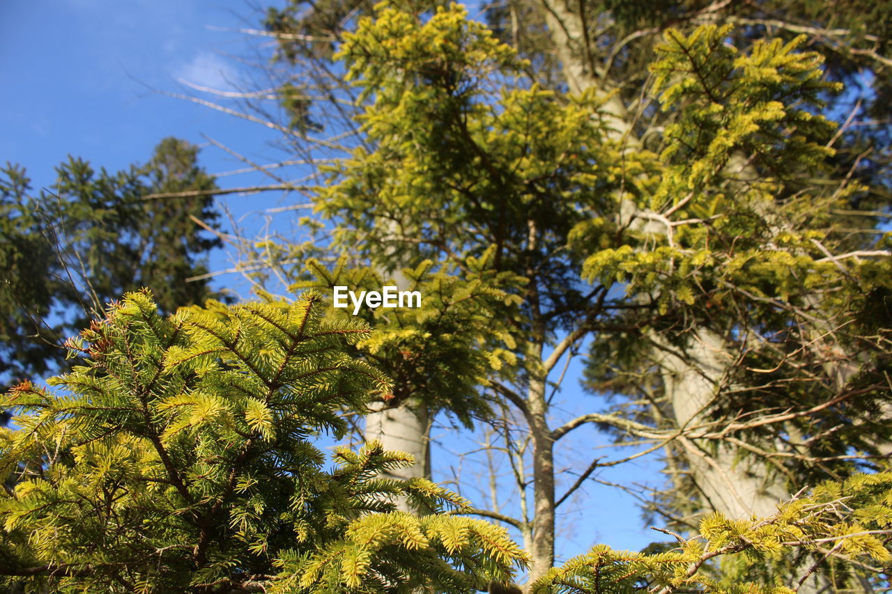 LOW ANGLE VIEW OF TREE AGAINST SKY