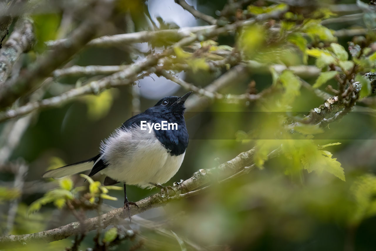 Close up of a bird on a branch