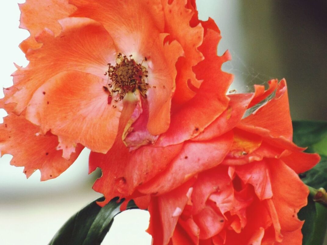 CLOSE-UP OF RED FLOWERS