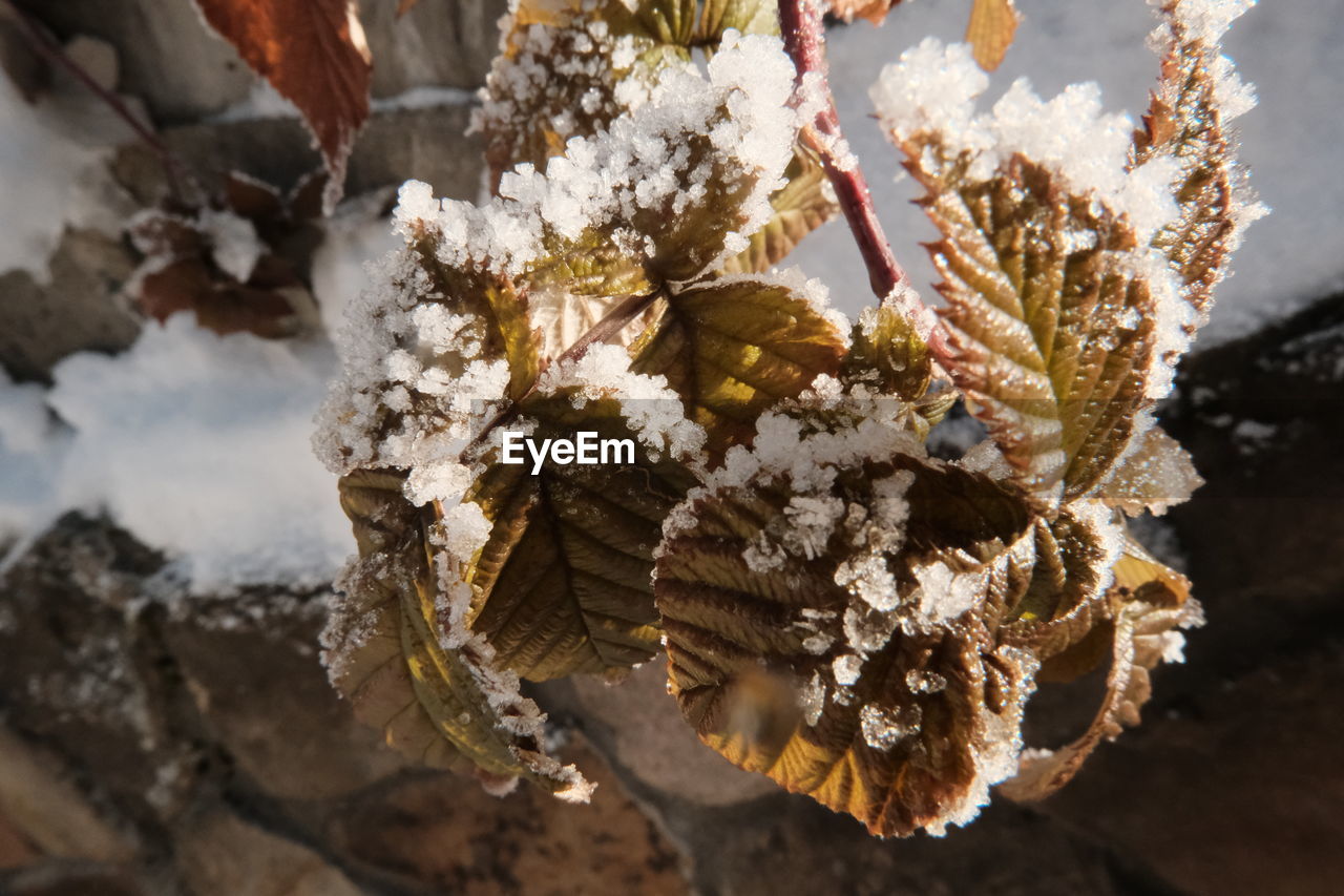 spring, nature, plant, flower, leaf, tree, macro photography, branch, winter, beauty in nature, snow, close-up, no people, autumn, cold temperature, outdoors, flowering plant, day, frost, growth, focus on foreground, white, freshness