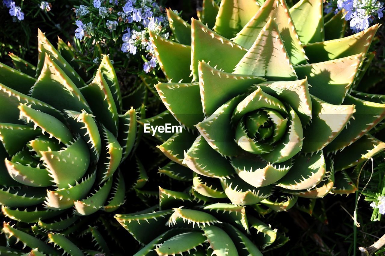 Close-up of succulent plant