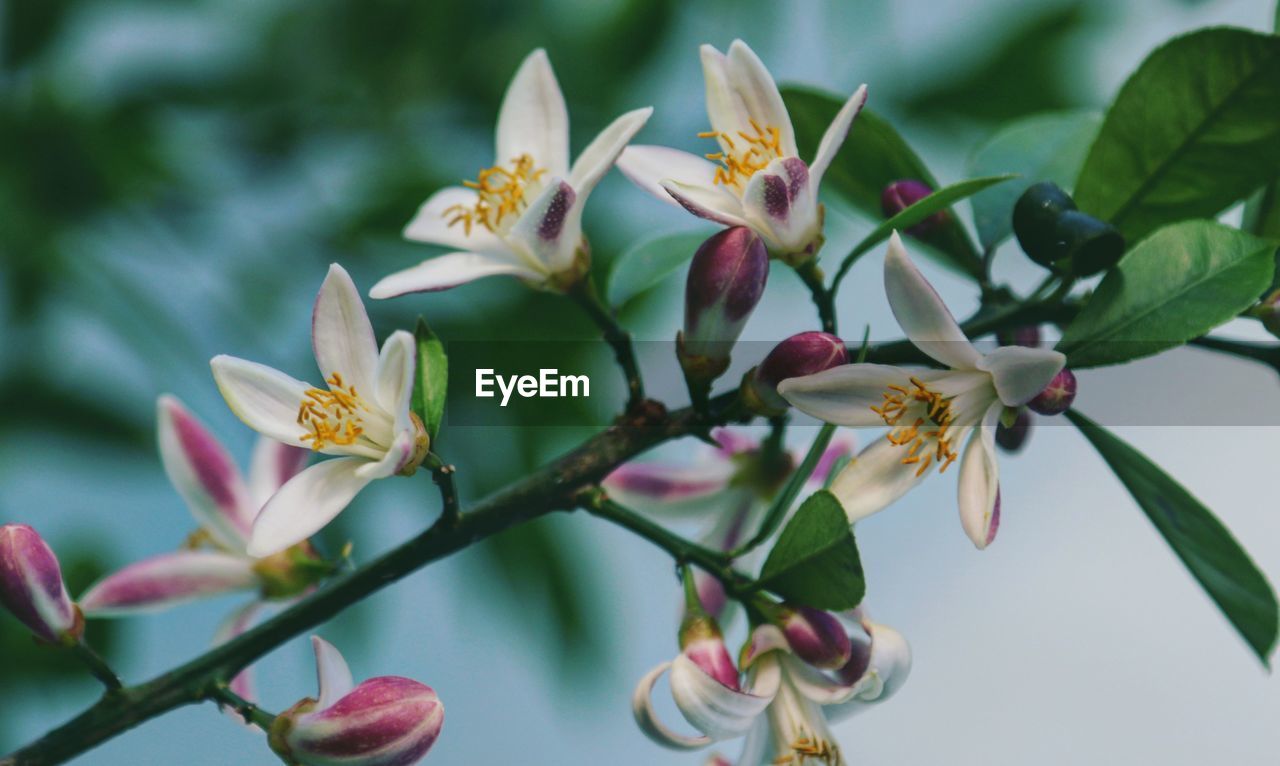 CLOSE-UP OF FRESH WHITE FLOWERING PLANTS