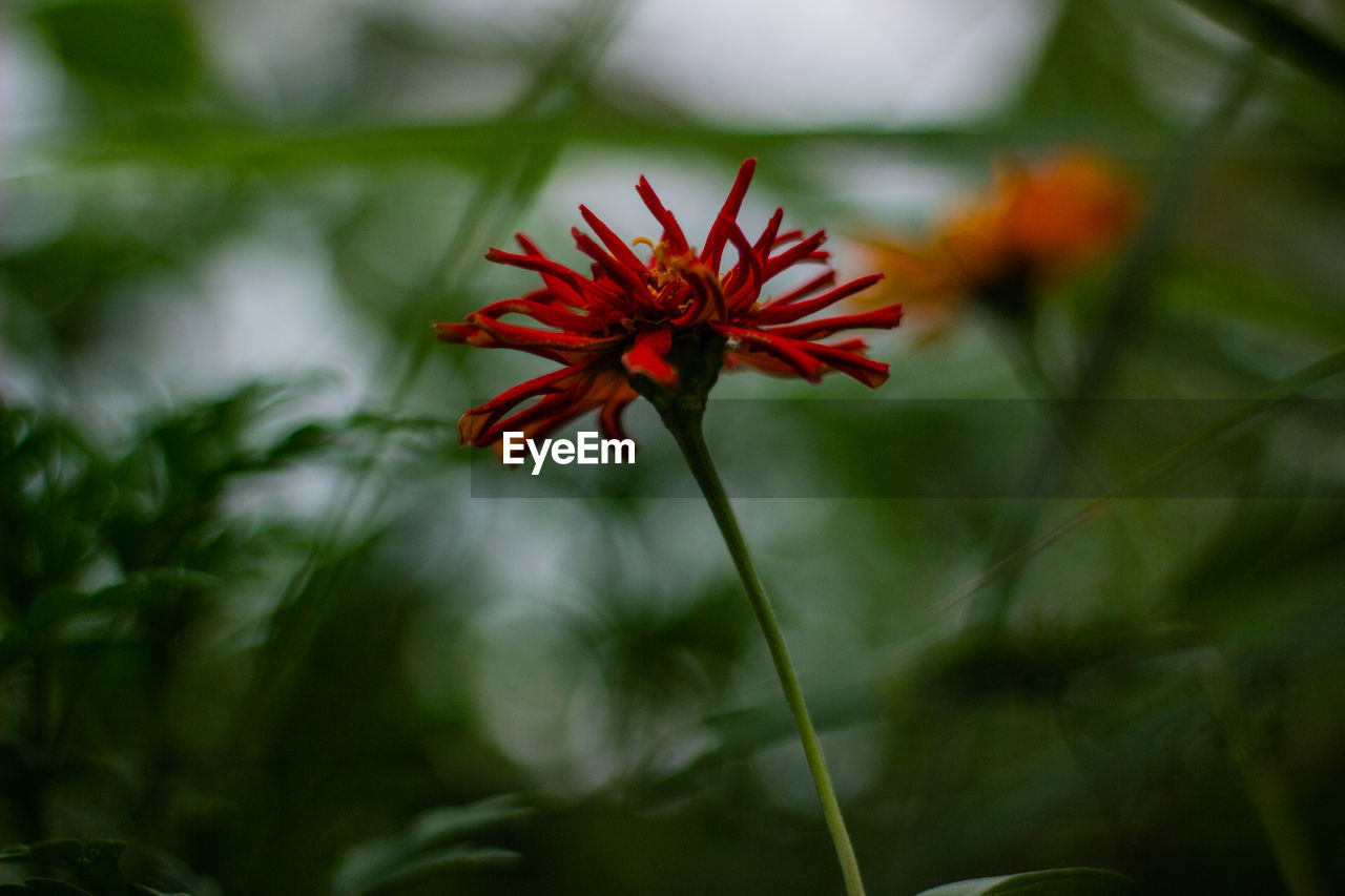 CLOSE-UP OF RED FLOWERING PLANTS