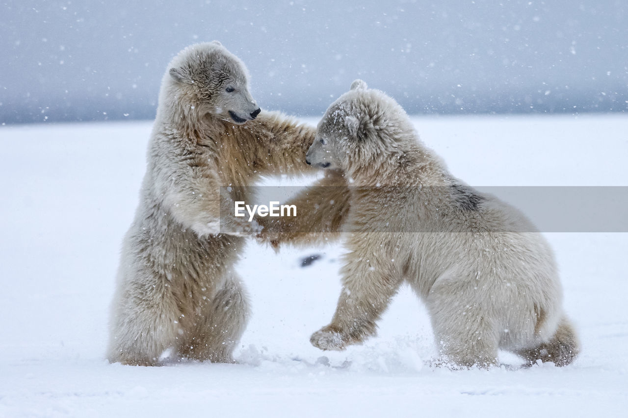 Polar bears fighting on snow covered landscape