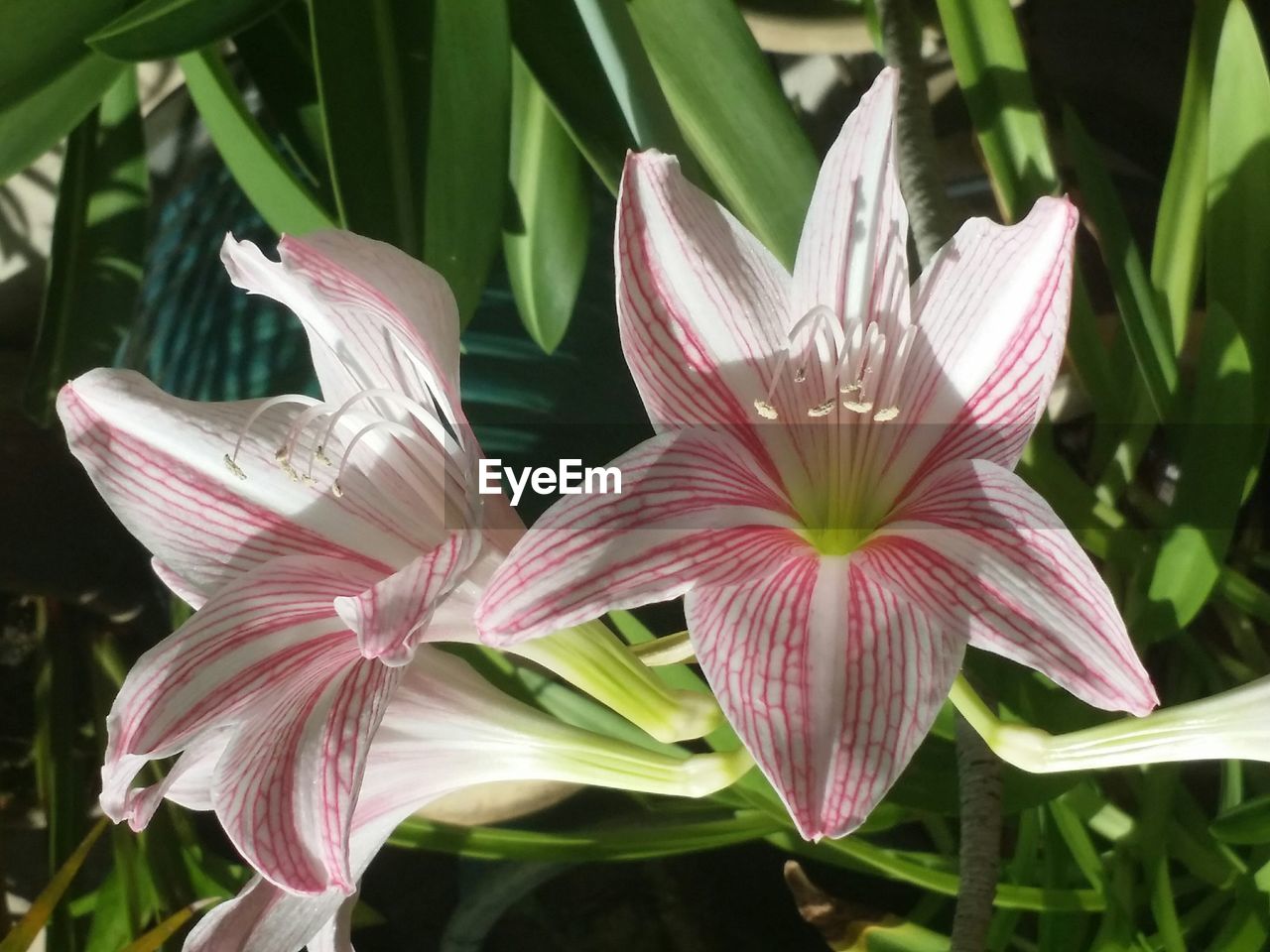 Close-up high angle view of flowers