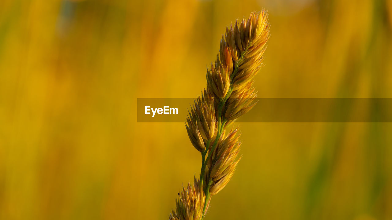 CLOSE-UP OF STALKS IN FIELD