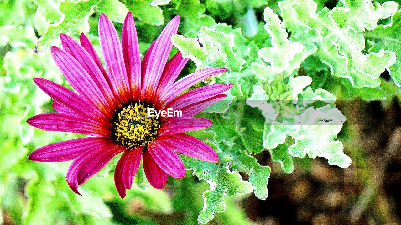 CLOSE-UP OF PINK FLOWER BLOOMING