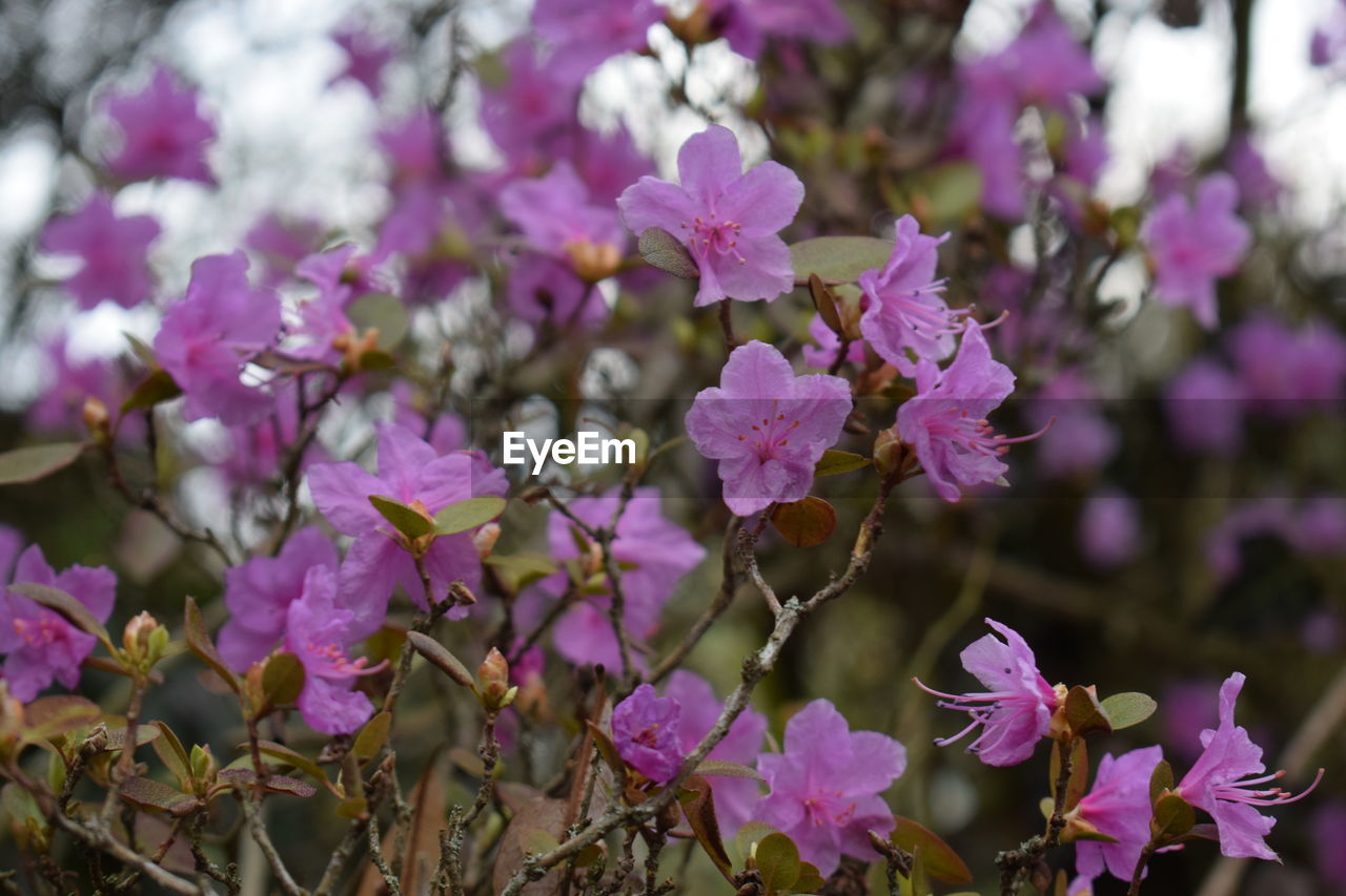 Close-up of pink flowering plant