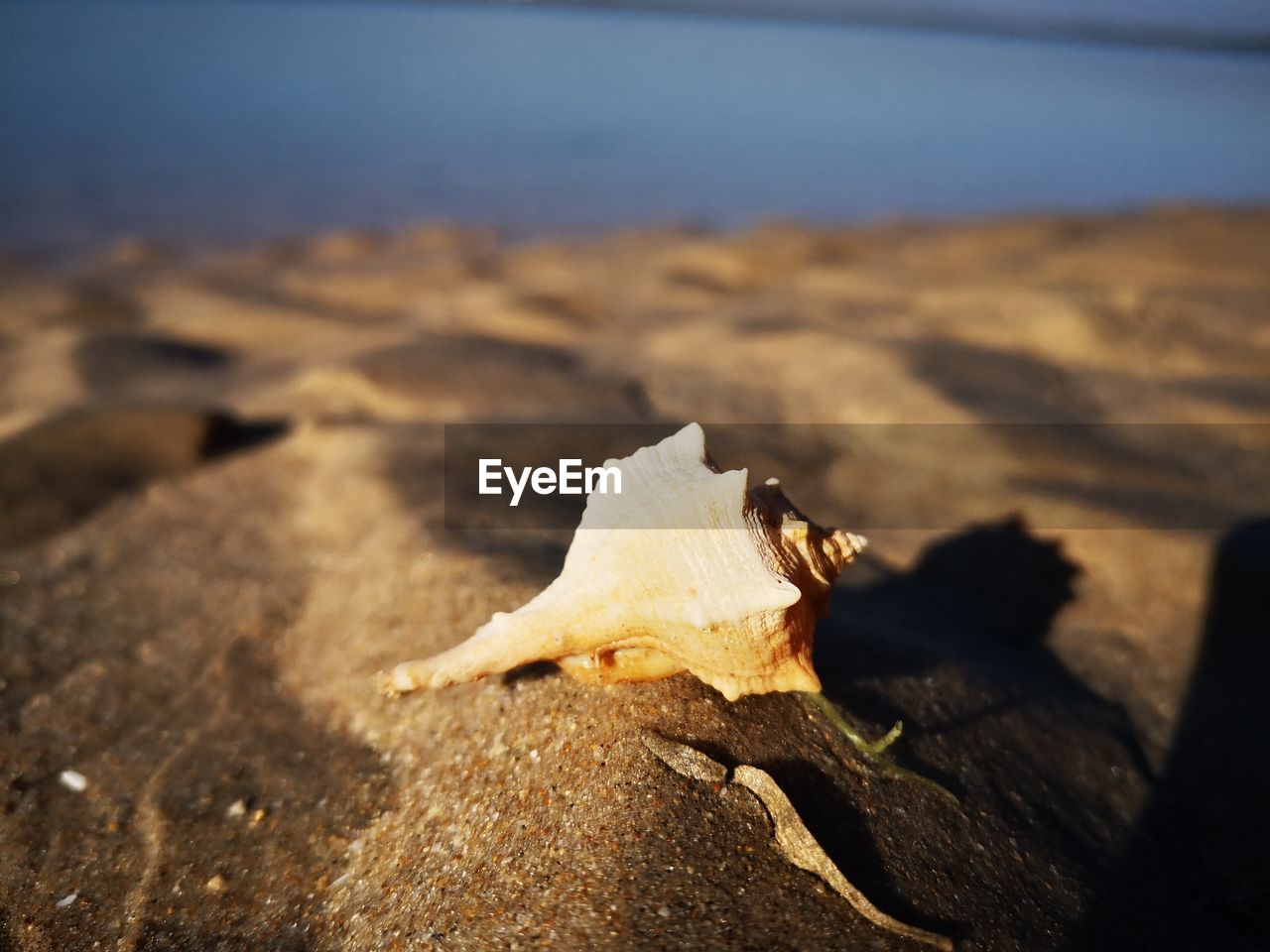 CLOSE-UP OF CRAB ON BEACH