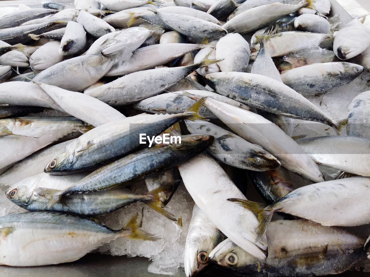 High angle view of fish for sale