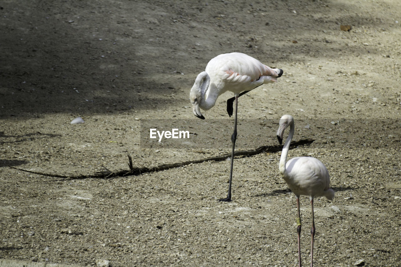 CLOSE-UP OF BIRDS