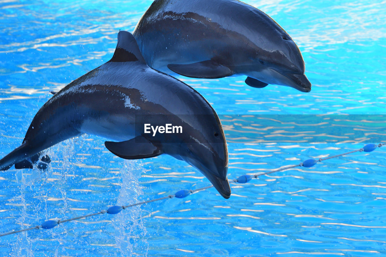 Two dolphins jumping out of the water during a dolphin show