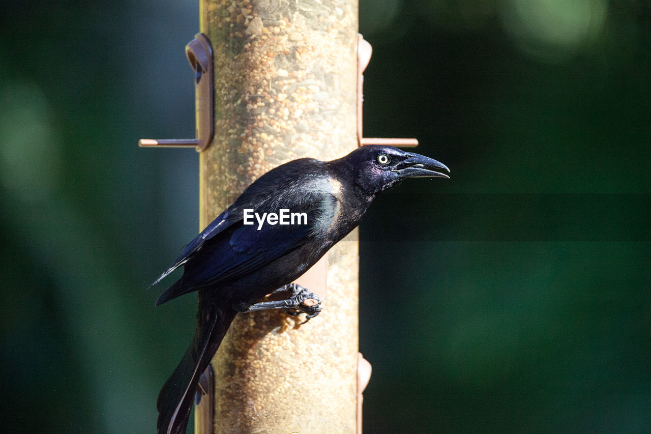 animal themes, animal, bird, animal wildlife, wildlife, one animal, beak, perching, nature, focus on foreground, close-up, no people, day, branch, outdoors