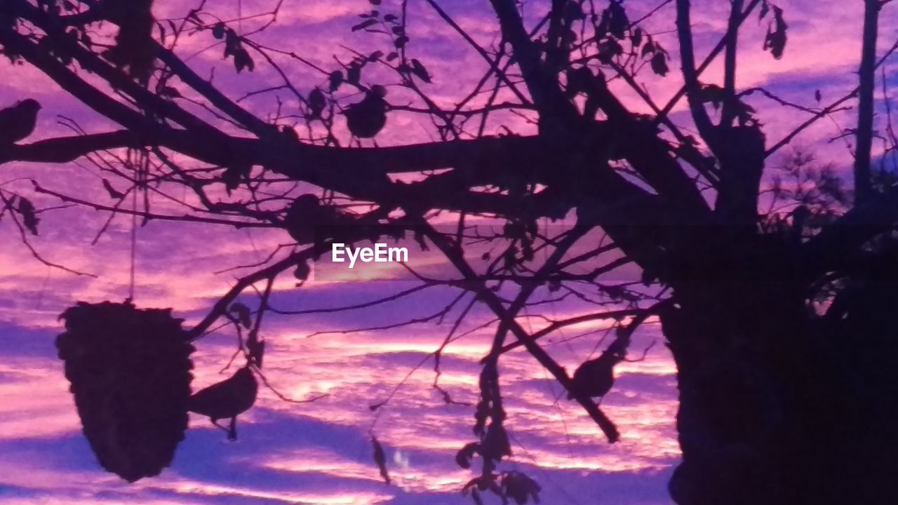 SILHOUETTE TREES AGAINST SKY