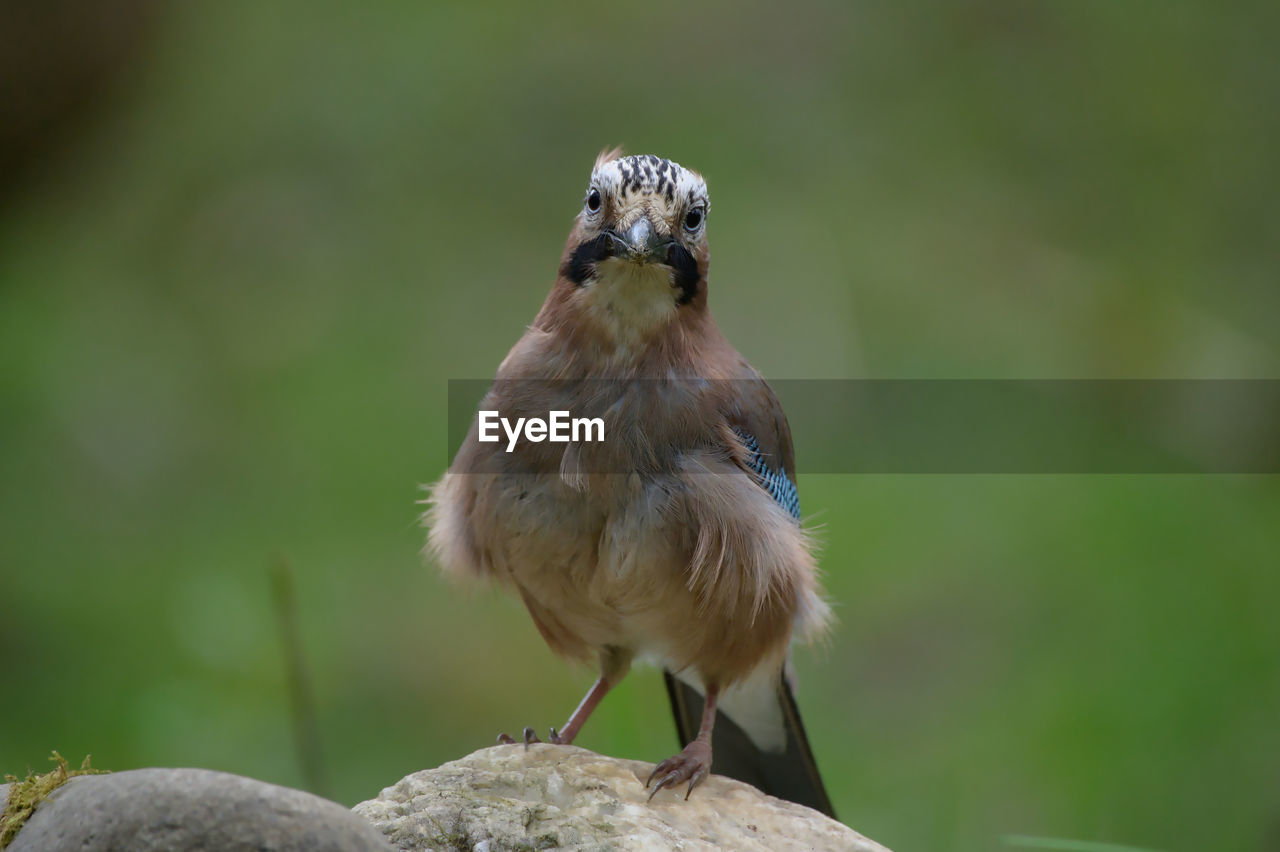 animal themes, animal, bird, animal wildlife, one animal, wildlife, nature, beak, sparrow, perching, focus on foreground, rock, house sparrow, full length, no people, portrait, close-up, outdoors, day, looking at camera, beauty in nature, plant, standing, songbird