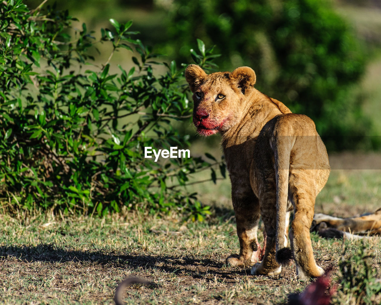 Portrait on lion cub on field