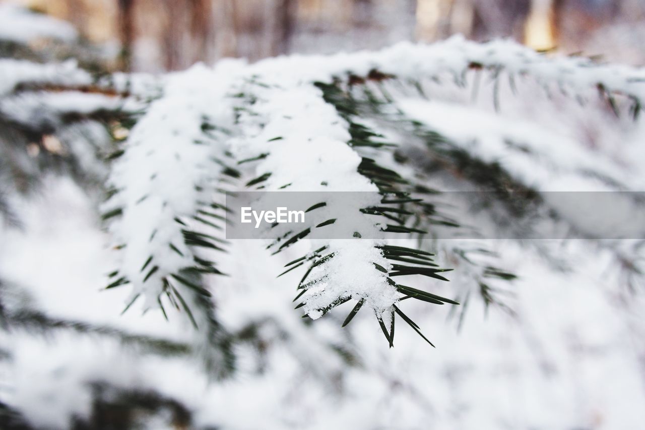 CLOSE-UP OF FROZEN PLANTS