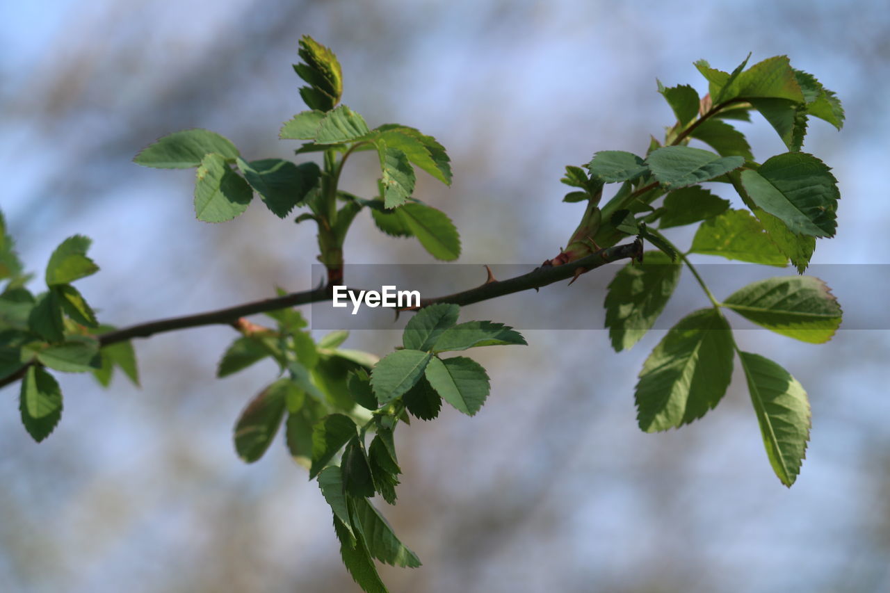 Close-up of leaves on tree