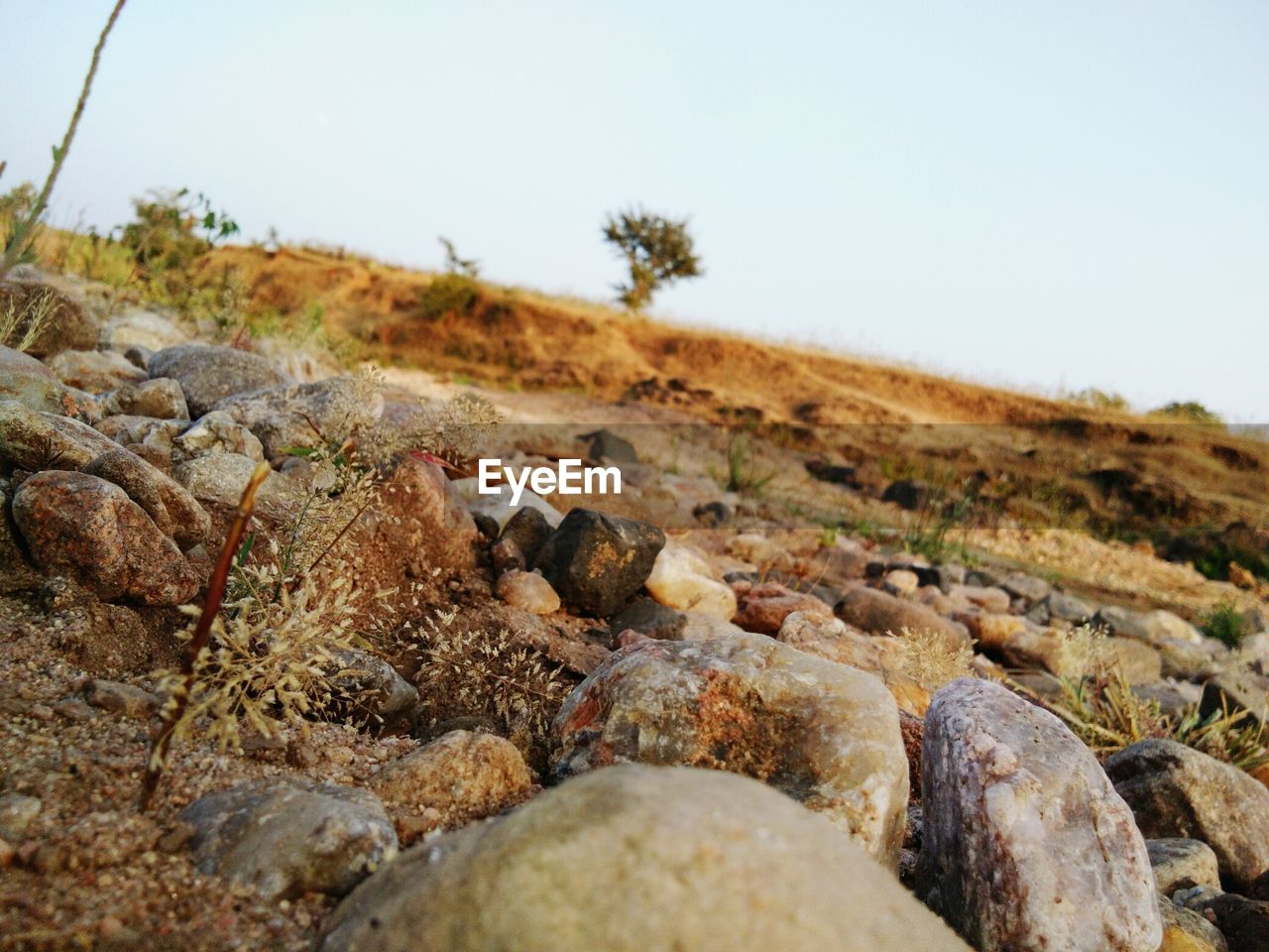 CLOSE-UP OF CRAB ON ROCK AGAINST CLEAR SKY