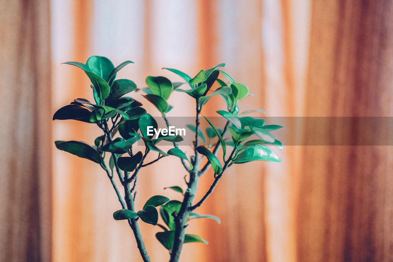 Close up view of bonsai plant with orange background