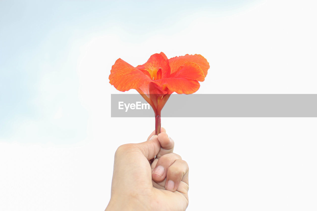 CLOSE-UP OF HAND HOLDING RED FLOWERING PLANT AGAINST WHITE BACKGROUND