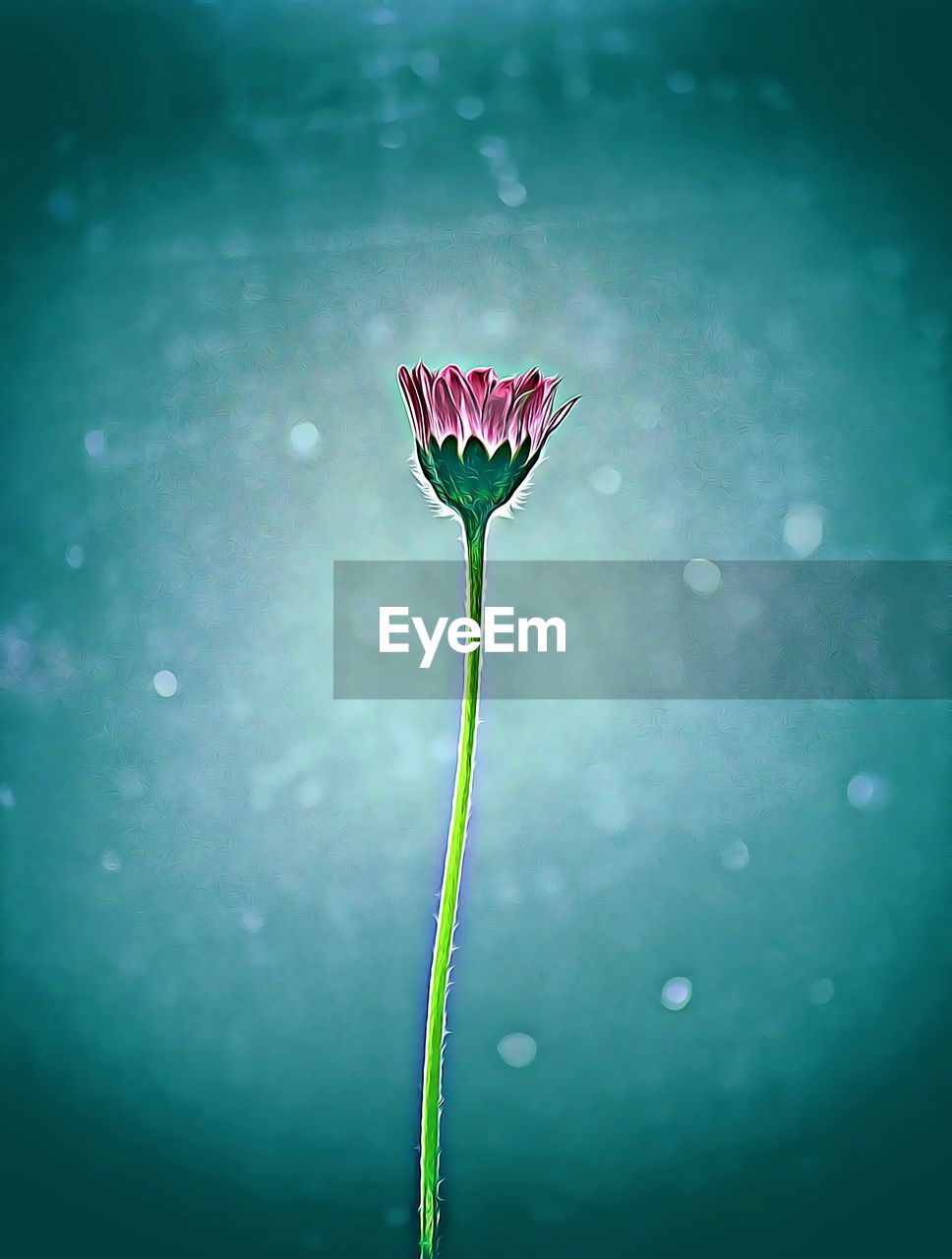 CLOSE-UP OF FRESH LOTUS WATER LILY BLOOMING IN PLANT