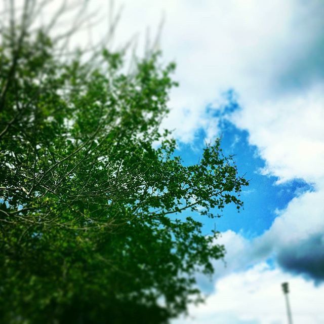 LOW ANGLE VIEW OF TREES AGAINST SKY