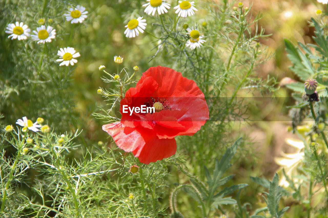 Close-up of red poppy flower on field