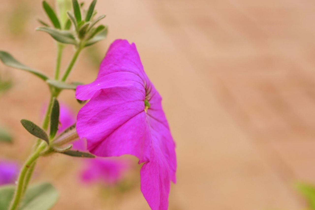 CLOSE-UP OF PINK FLOWER GROWING OUTDOORS
