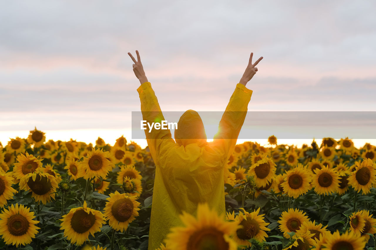 CLOSE-UP OF SUNFLOWER ON FIELD