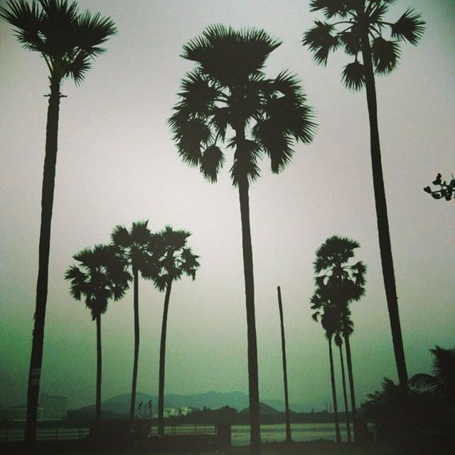 PALM TREES IN PARK