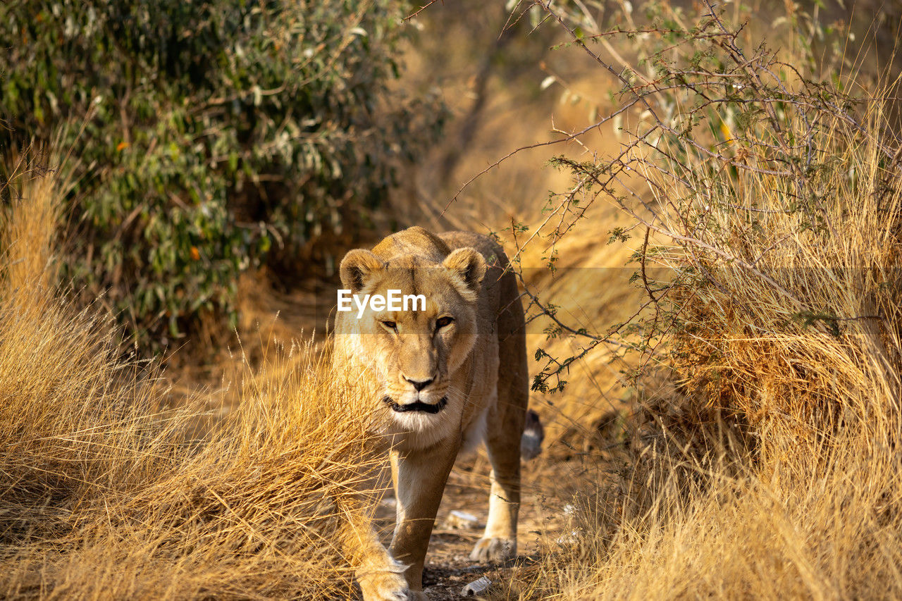 animal, animal themes, animal wildlife, mammal, wildlife, feline, cat, lion - feline, one animal, savanna, big cat, safari, carnivora, adventure, no people, nature, plant, felidae, tree, outdoors, portrait, animals hunting, walking, lioness, day, tourism, travel destinations, grass