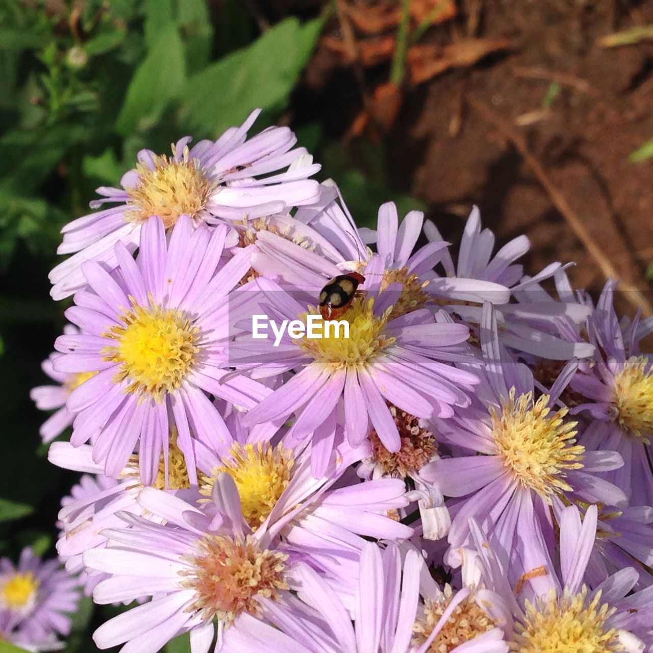 High angle view of insect on flowers