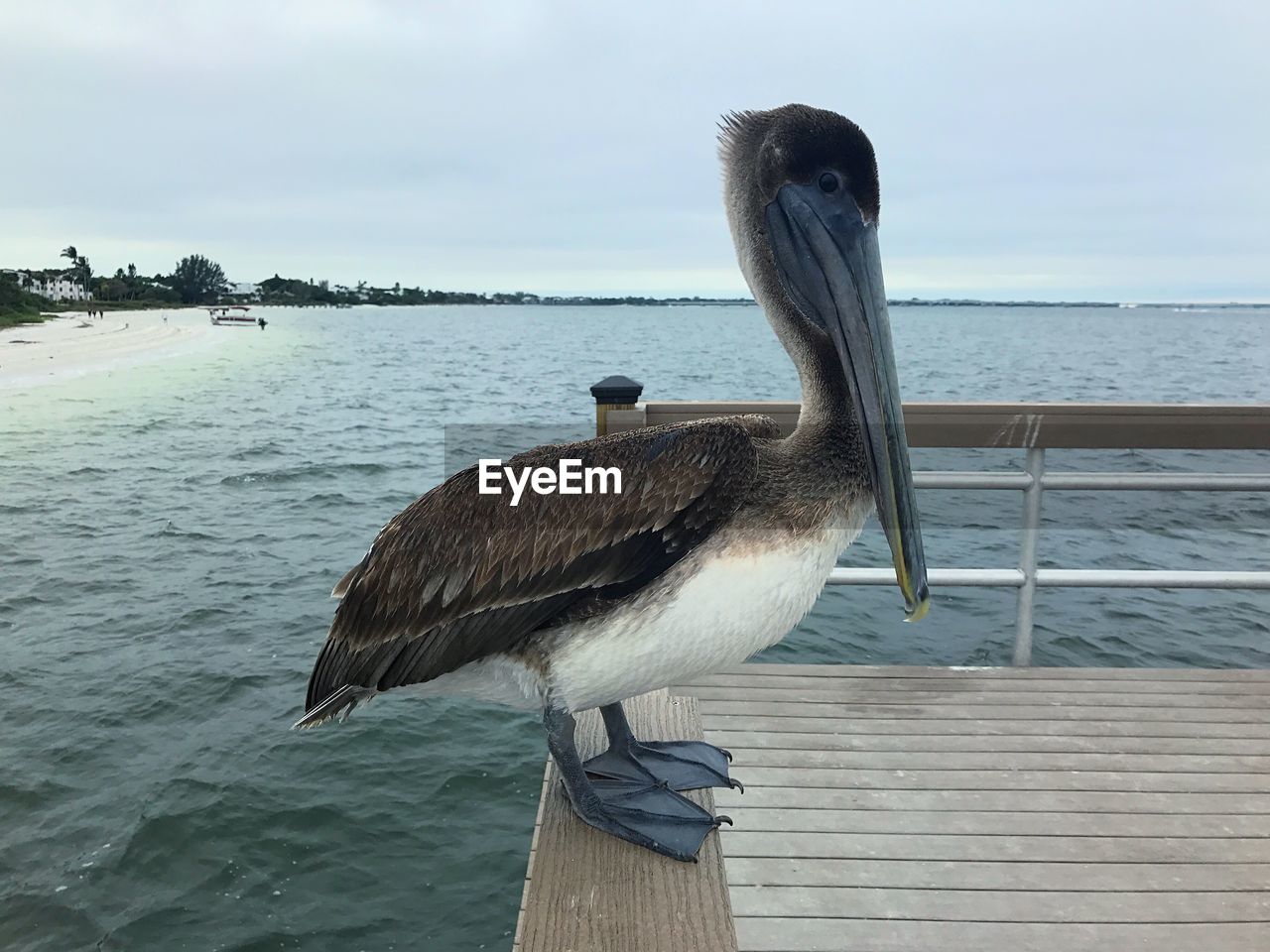 BIRD PERCHING ON SHORE AGAINST SKY