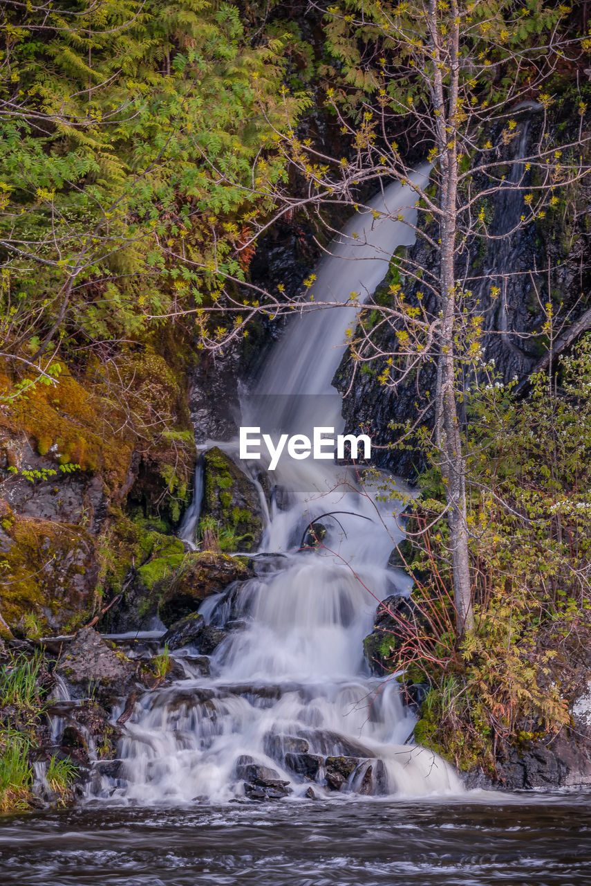 VIEW OF WATERFALL ALONG TREES