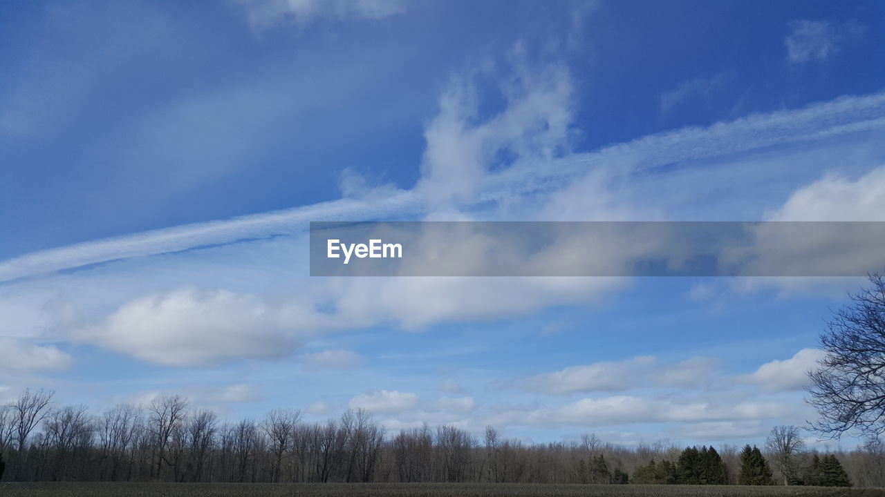 LOW ANGLE VIEW OF TREES AGAINST SKY