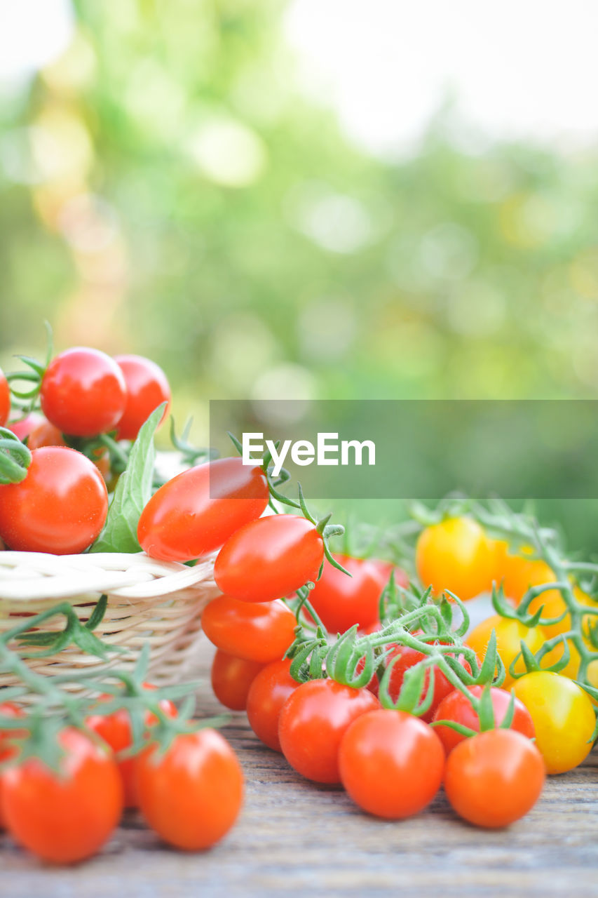 Close-up of tomatoes