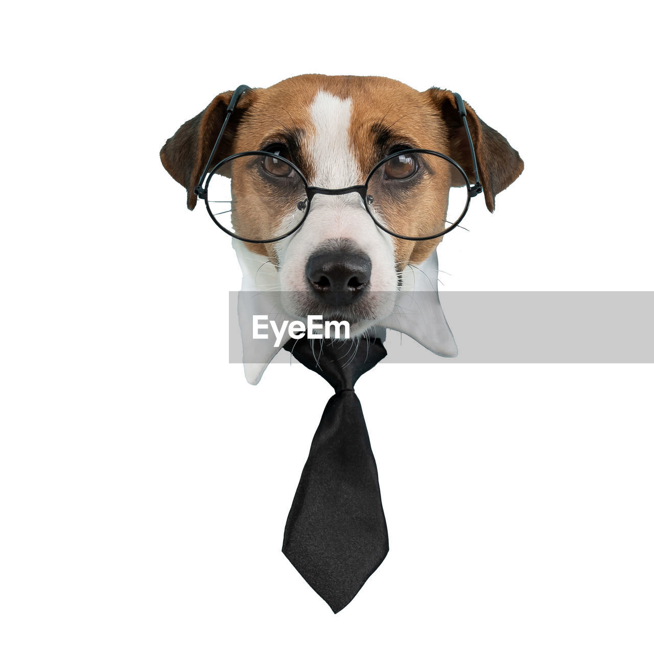 one animal, canine, dog, animal themes, animal, pet, mammal, domestic animals, portrait, carnivore, cut out, tie, glasses, humor, fun, eyeglasses, white background, looking at camera, indoors, animal body part, bow tie, studio shot, cute, menswear, copy space, necktie, no people, moustache, collar, hound