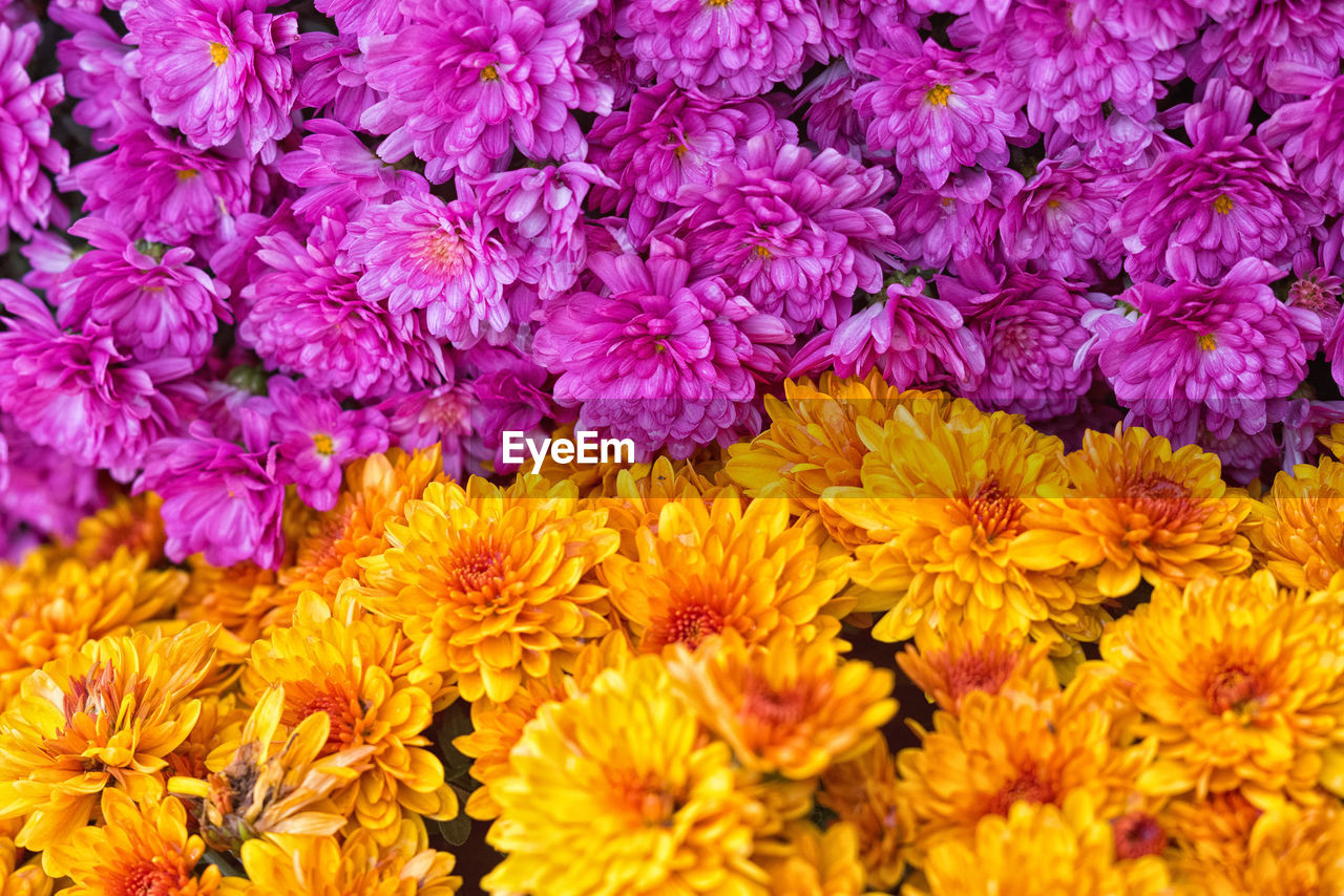 CLOSE-UP OF YELLOW FLOWERING PLANTS