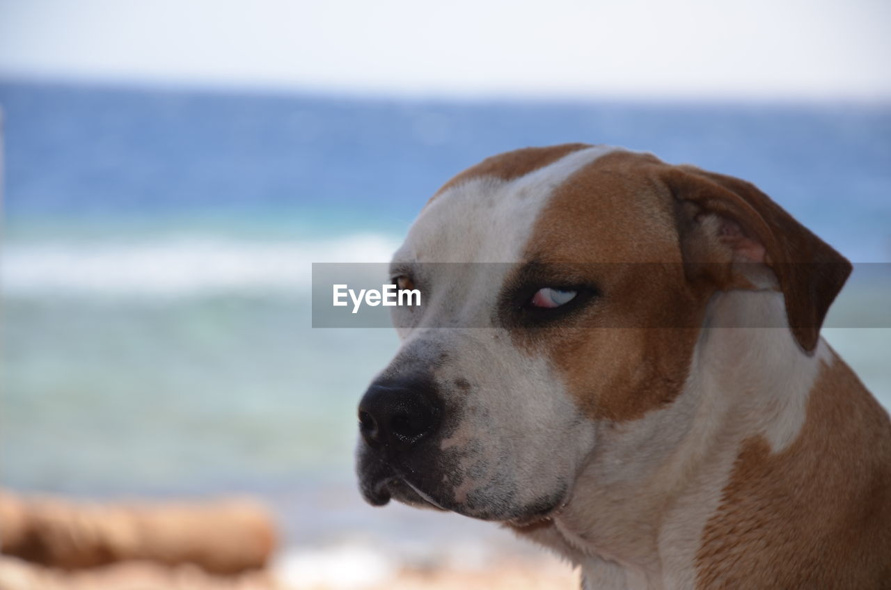 CLOSE-UP OF DOG AT SEA AGAINST SKY