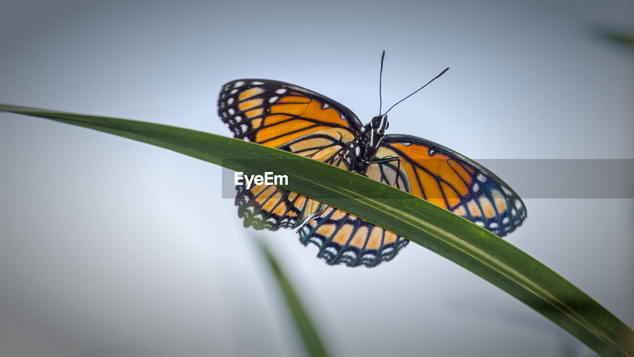 Close-up of monarch butterfly perching on green grass against sky